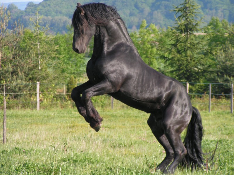 obr_zek04.jpg